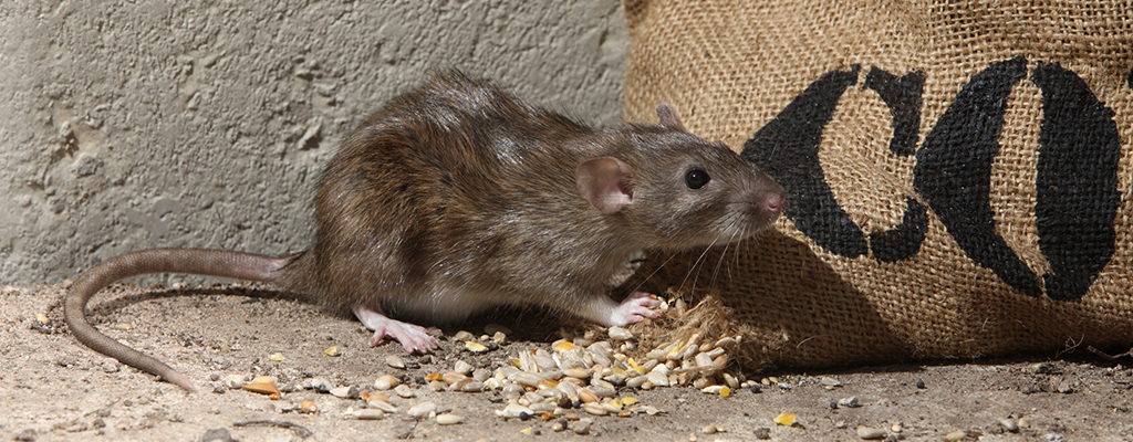 Ako na potkanov pomocou odchytovej pasce I
